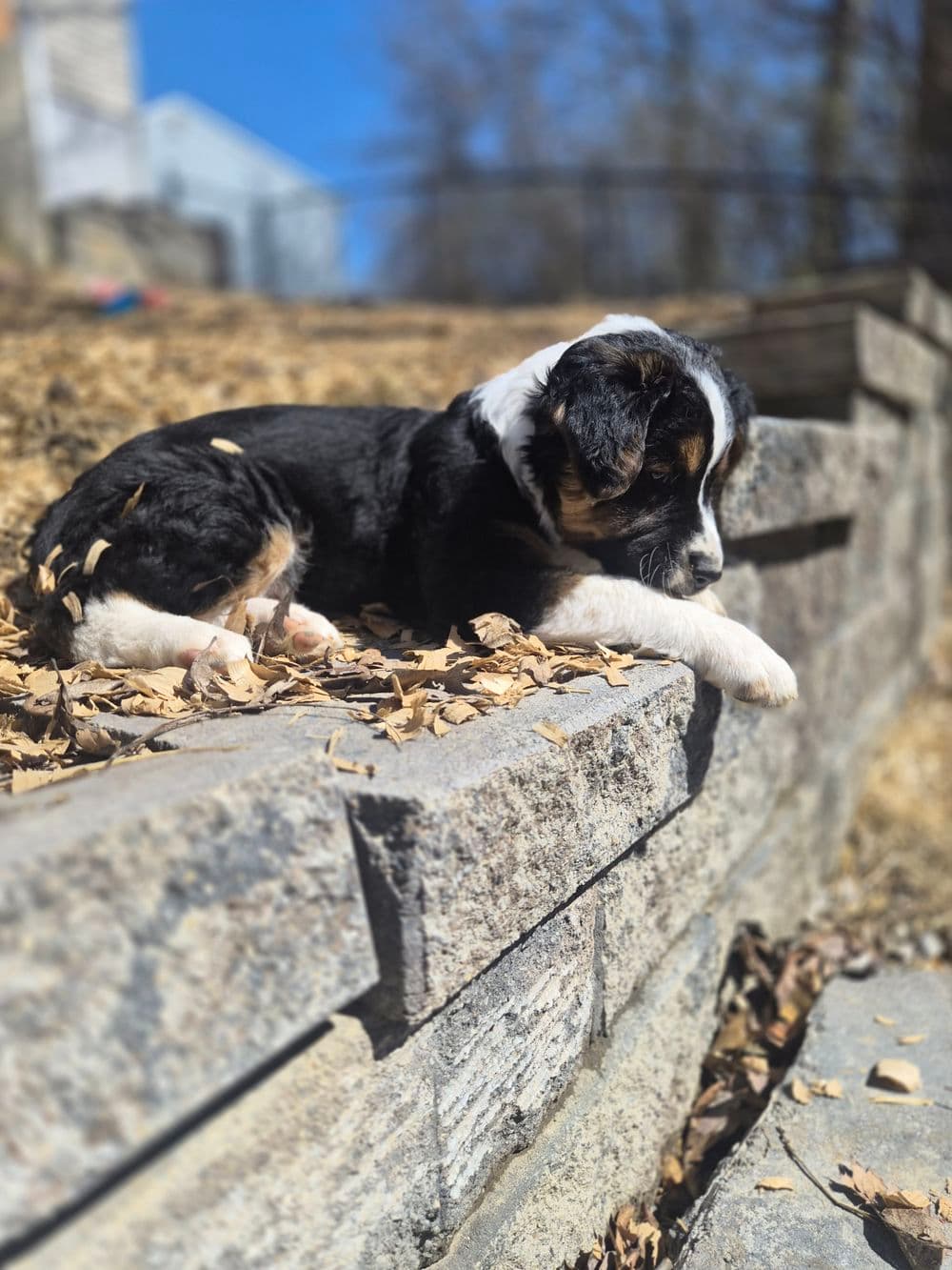 Black and tan puppy lounging on a stone wall surrounded by autumn leaves.